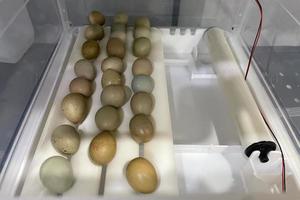 Chicken eggs in incubator. Egg Incubator machine background. photo