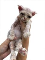 bacteriano piel infección pioderma o liquen en el piel de un rojo gato. gato con piel enfermedad problema. dermatitis en mascota concepto. foto
