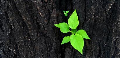 Close up new green leaves germinated from the trunk or black bark of the tree with copy space. Newly born life. Beauty of nature and Natural wallpaper and macro picture concept. photo