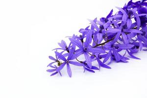 Close up purple Wreath flower isolated on white background. Beautiful bouquet of violet flora or floral with copy space. The science name is Petrea volubilis. photo