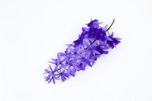 Top view of purple Wreath flower isolated on white background. Flat lay of Beautiful bouquet of violet flora or floral with copy space. The science name is Petrea volubilis. photo