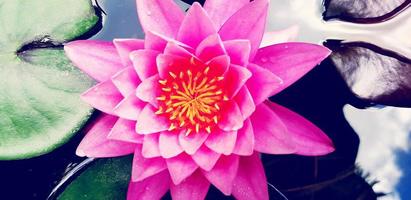 Close up or Top view of beautiful pink lotus blooming on water garden in vintage color tone. Beauty of Nature and Flat lay of soft lily flower concept photo