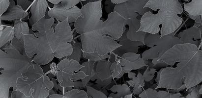Beautiful shape of leaves pattern for background at garden park in black and white color tone. Beauty of Nature, Growth, Plant and Natural wallpaper in monochrome style concept. photo