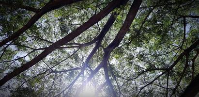 hermosa grande árbol rama con verde hojas y luz de sol llamarada para antecedentes en Mañana día. belleza de naturaleza, planta creciente y natural fondo de pantalla concepto foto