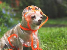 brown short hair chihuahua dog wearing rain coat hood sitting in the garden, looking away. photo