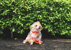 brown short hair chihuahua dog wearing rain coat hood sitting  on cement floor  in the garden, looking away. photo