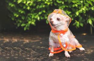 brown short hair chihuahua dog wearing rain coat hood sitting  on cement floor  in the garden, looking away. photo