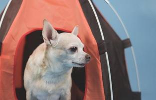 perro chihuahua de pelo corto marrón sentado en una tienda de campaña naranja sobre fondo azul. concepto de viaje de mascotas. foto