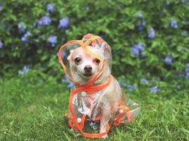 brown short hair chihuahua dog wearing rain coat hood sitting in the garden with green and purple flowers background, looking away. photo