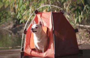 marrón corto pelo chihuahua perro sentado en el naranja cámping tienda al aire libre en Mañana luz de sol, oliendo Fresco aire. mascota viaje concepto. foto
