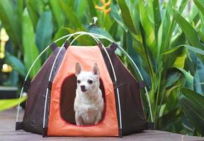 brown short hair Chihuahua dog sitting inside orange camping tent on wooden floor, with heliconia plant, outdoor, looking at camera. Pet travel concept. photo