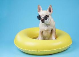 brown short hair chihuahua dog wearing sunglasses, standing in yellow swimming ring, looking up,  isolated on blue background. photo