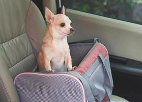 marrón chihuahua perro en pie en viajero mascota portador bolso en coche asiento, mirando afuera. seguro viaje con animales foto