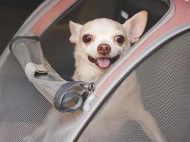 happy brown short hair chihuahua dog sitting in  pet carrier backpack with opened windows in car seat. Safe travel with pets concept. photo