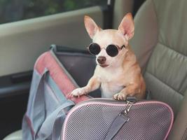 brown chihuahua dog wearing sunglasses  standing in  traveler pet carrier bag in car seat. Safe travel with animals. photo