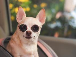 marrón corto pelo chihuahua perro vistiendo Gafas de sol en pie en mascota portador mochila con abrió ventanas en coche asiento. seguro viaje con mascotas concepto. foto
