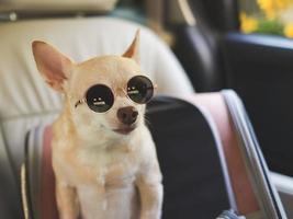 brown chihuahua dog wearing sunglasses  standing in  traveler pet carrier bag in car seat. Safe travel with pet concept.