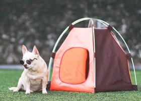 Perro chihuahua de pelo corto marrón con gafas de sol sentado frente a una tienda de campaña naranja sobre hierba verde, al aire libre, mirando hacia otro lado. concepto de viaje de mascotas. foto