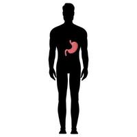 Human stomach anatomy in silhouette male body vector