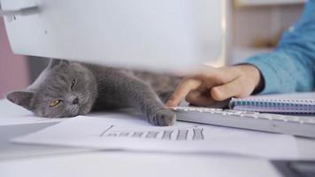 preguiçoso cinzento gato dormindo em a mesa dentro a escritório. gato dormindo às a escrivaninha do a proprietário trabalhando dentro a escritório. video