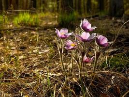 The first flowers, snowdrops, in the forest on a spring day photo