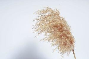 Light brown natural pampas grass or Cortaderia selloana on a white horizontal background. Fluffy branch of cortaderium photo