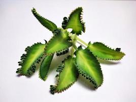 Bryophyllum pinnatum ,Kalanchoe pinnata Leaves isolated on white background photo