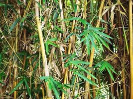 A grove of bamboo trees photo