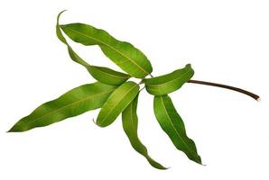 mango hojas en blanco antecedentes foto