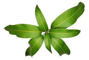 Mango leaves on white background photo