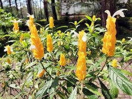 pachystachys lútea, conocido como el dorado camarón planta o pirulí planta. por lo general como ornamental planta a el jardín, parque y planta de casa. foto