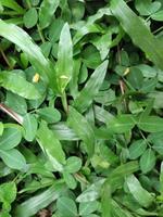 The background of a patch of grass is photographed from above photo
