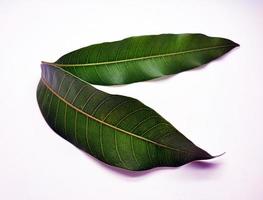 Mango leaves on white background photo