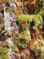 Tree trunk covered with moss closeup background photo