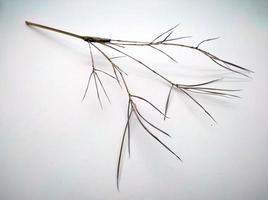 seco bambú dispara aislado en blanco antecedentes foto
