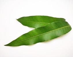 Mango leaves on white background photo