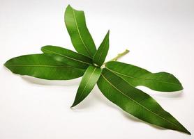 Mango leaves on white background photo