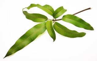 Mango leaves on white background photo