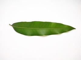 Mango leaves on white background photo