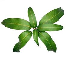 Mango leaves on white background photo