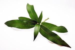 Mango leaves on white background photo