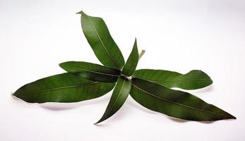 Mango leaves on white background photo