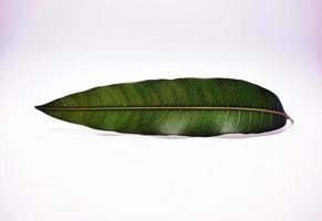 mango hojas en blanco antecedentes foto