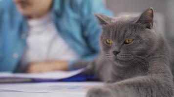 Nahansicht grau Katze und Geschäftsmann Arbeiten von Zuhause im Hintergrund. das Katze Lügen auf das Geschäftsmann Schreibtisch sieht aus um und Stürze schlafend. video