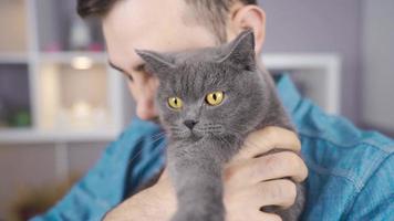 británico gato con grande ojos. el hombre ama y caricias el británico gato en su regazo. video