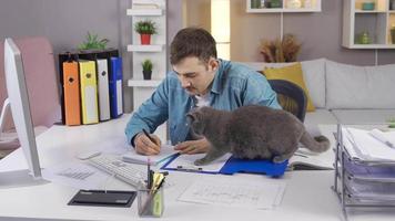 das Mann funktioniert von Zuhause und seine Katze ist mit ihn. das grau Katze sieht aus beim das Inhaber Arbeiten beim seine Schreibtisch und will zu Sein geliebt. video