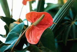 cerca arriba de un anturio, rojo flor foto