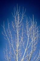 el invierno árbol foto