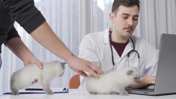 a veterinario examina dois gatinhos. veterinário examinando gatos e ouvindo com estetoscópio. video