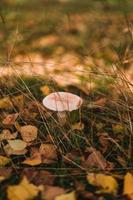 seta en el para descanso durante otoño en Alemania foto